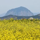 유채하우스 이미지