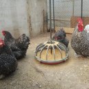 꼬꼬농장 이미지