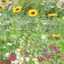 해바라기집밥 이미지