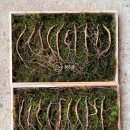 근삼농장 | 함양산삼축제 대행사 평창백일홍축제로 재인연 및 산양삼구매