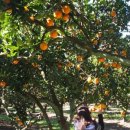 두라농장 이미지