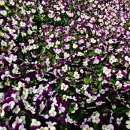 두촌면사무소 이미지