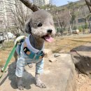 강남유치원 | 강남 애견유치원 스타몽, 서초 강아지유치원 경험 후기