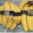 롯데쇼핑(주) 롯데마트사업본부 이미지