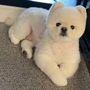 댕스미스 애견미용 이미지