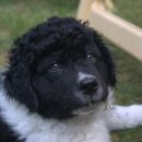 이삭애견훈련소 이미지