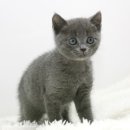 블루켄넬 이미지