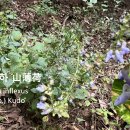 산박하 山薄荷 이미지