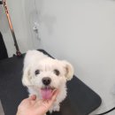 써니애견 이미지