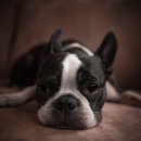 동산동물병원 이미지