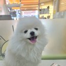 오늘도 해맑개 이미지