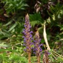 오리나무 이미지