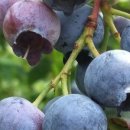 청정수풀 이미지