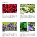 참견(犬) 이미지