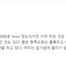 레이디벅스 이미지
