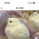 병아리 스퀴시라는데 어디서 팔아? 이미지