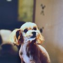 ZOO동물병원 이미지