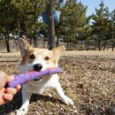 니드포펫(NEED FOR PET) | 대형견 산책 / 안산 수변도로