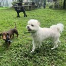 드림애견학교 이미지