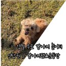 연당로 | 영월강아지놀이터 연당원 : 무료강아지운동장