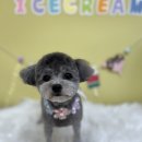 몽셀펫살롱 이미지