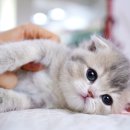 서울고양이분양 묘연 이미지