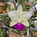 Cattleya walkeriana s/a Good Lip 쎄미알바 굿 립 이미지