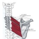 이진호 수 휘트니스 이미지