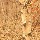 대광천(1) | 2007.4.1. 황사속으로 낙동3구간 (남진)석개재 ~ 답운치
