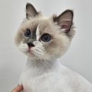 두부두부캣묭실 | 다산고양이미용 렉돌 체리&amp;리치 미용후기