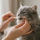 닥터김 동물의료센터 이미지