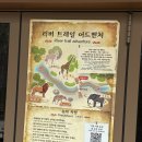 에버랜드 리버 트레일 어드벤처 예약방법 가격 후기