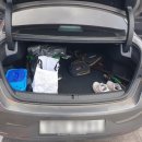 핑크강아지 | 제주 스팀세차 센터 핑크다이아 카워시에서 강아지 털 싹 털어낸 후기