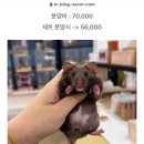 달빛 햄스터리 이미지