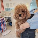 크리스타일 | 서구 쌍촌동 강아지미용 크리스타일 방문 후기