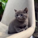 그루밍캐터리 이미지