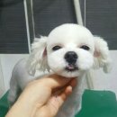 앤애견샵 이미지