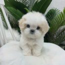 마리켄넬 이미지