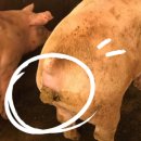 현득농장 이미지