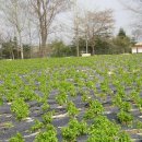 한백농장 이미지