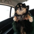 서울샤인동물병원 이미지