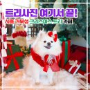 씨유어양퍼스트점 | 시흥 거북섬 인유어코너｜애견동반 트리카페·크리스마스 사진 스팟 총정리