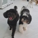 놀러오개(도화점) 이미지