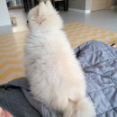 소소아지 이미지