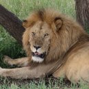 세렝게티 이미지