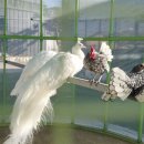 테라스 | 고양 베이커리 카페 추천 대형 카페 파인테라스 방문 후기