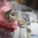 구피동물병원 이미지