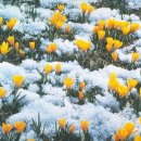 희망의 꽃밭에서 이미지