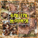 (버섯산행) 6차/7차로 능이버섯 산행 마무리 이미지