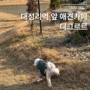 대성리 | 대성리 애견동반카페 디그르르 방문후기